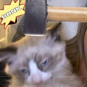 Meet your Posher, Posh